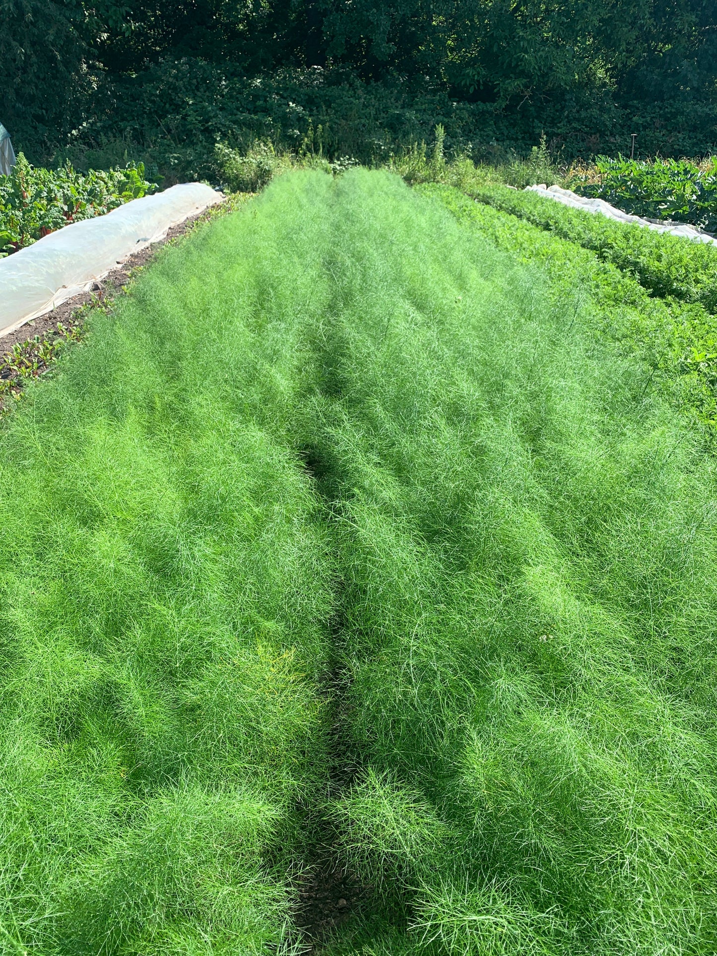 Fenchel (1 kg)