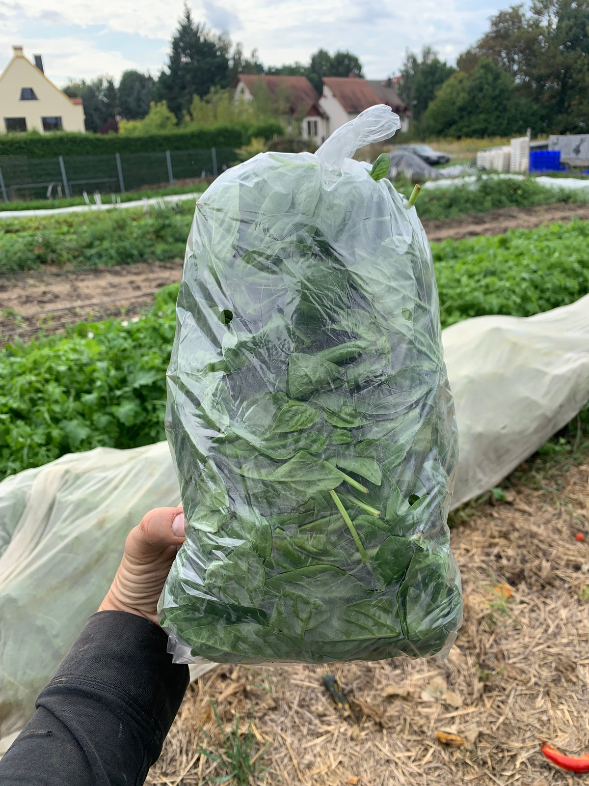 Pesto Basilikum (400g)