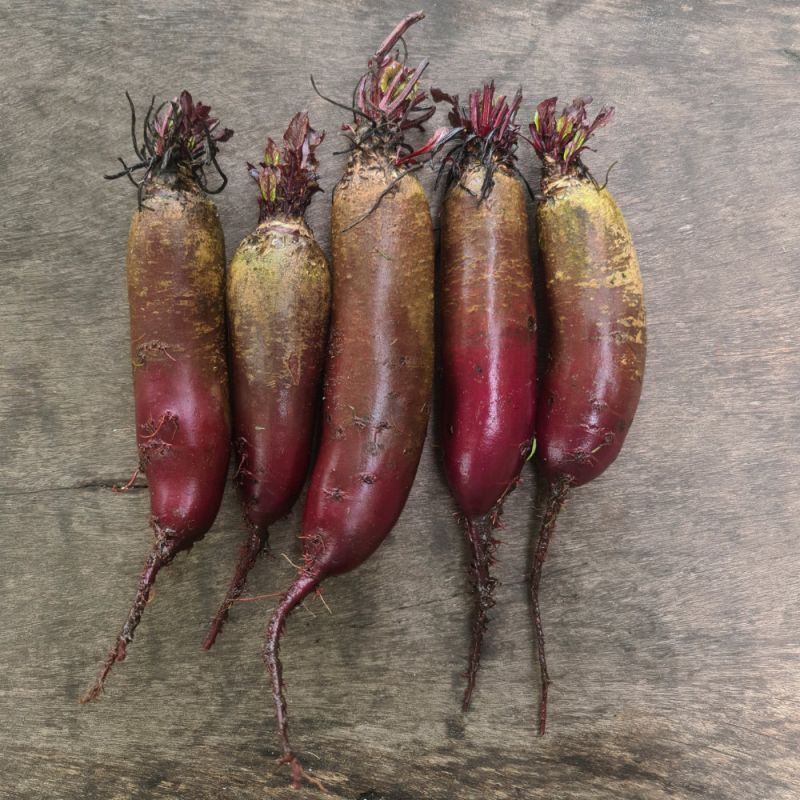 rote Beete (Bund)