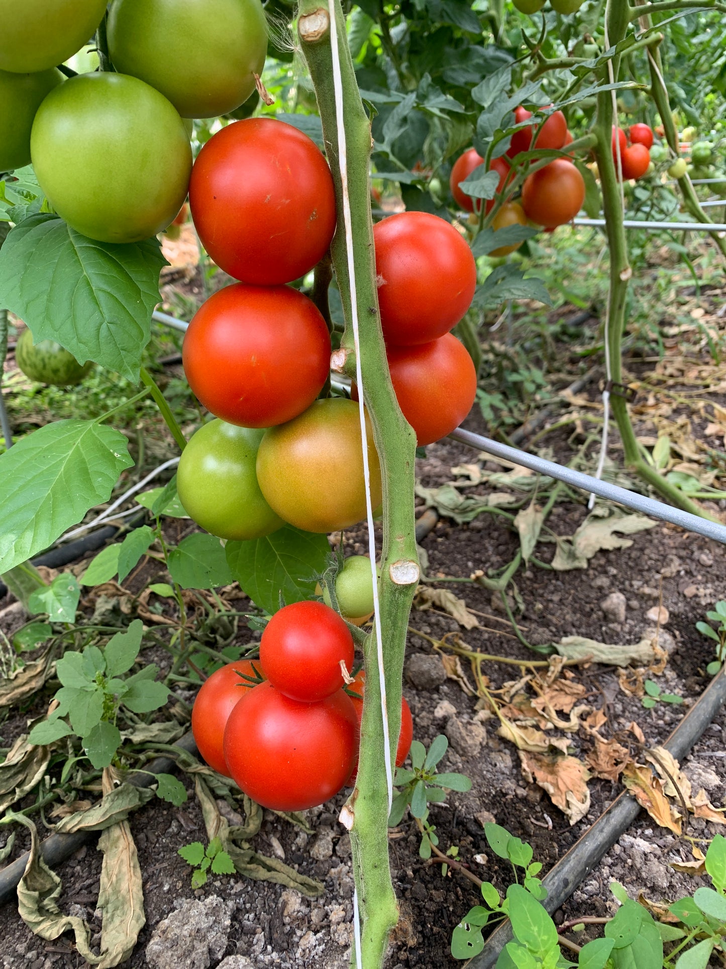 Salattomaten (1kg)