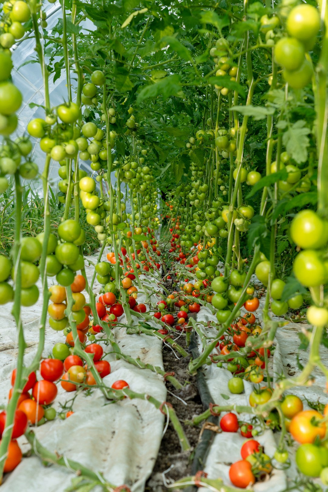 Tomaten - Cherry Mix