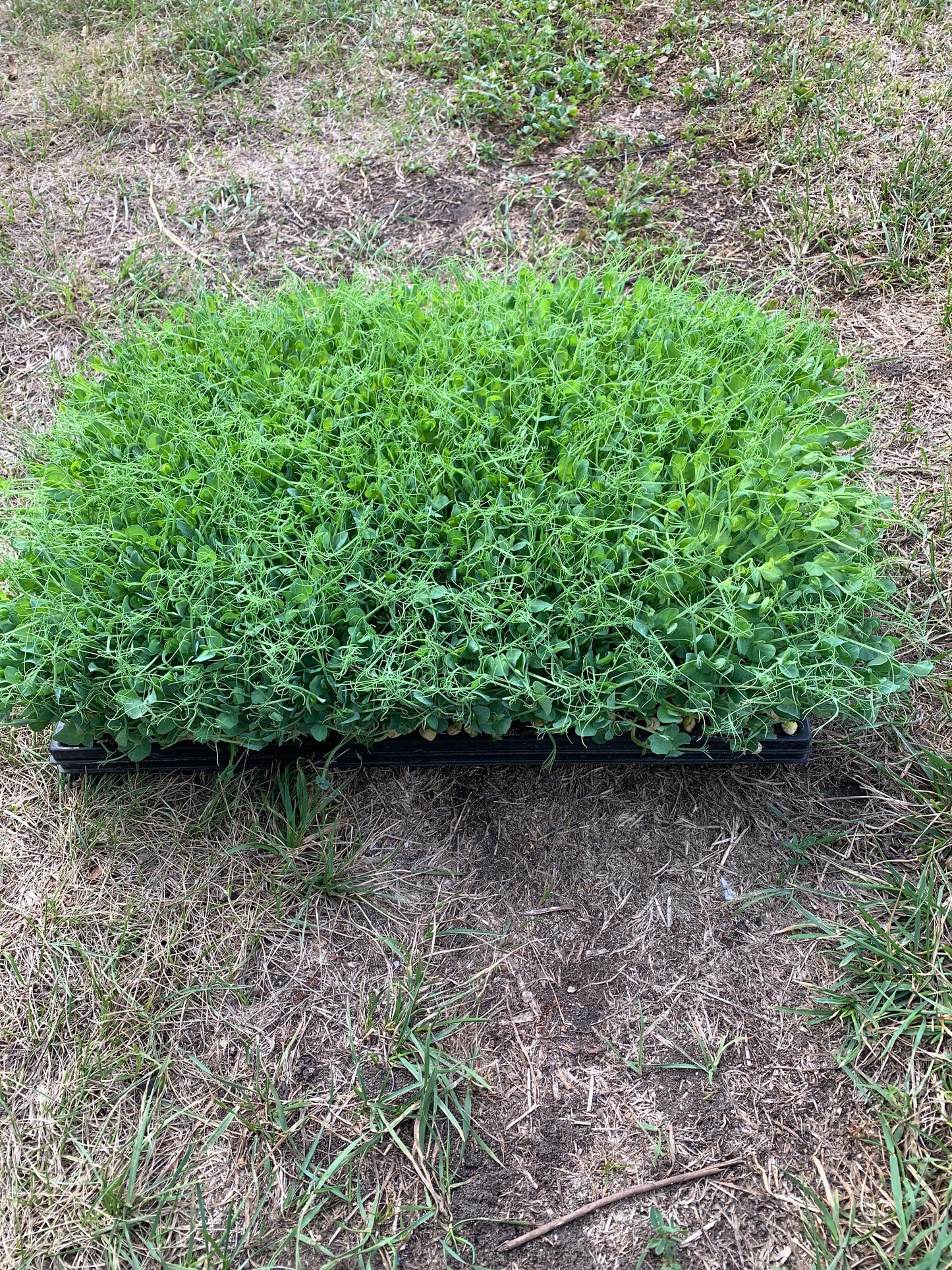 Micro Greens Erbse (Platte)
