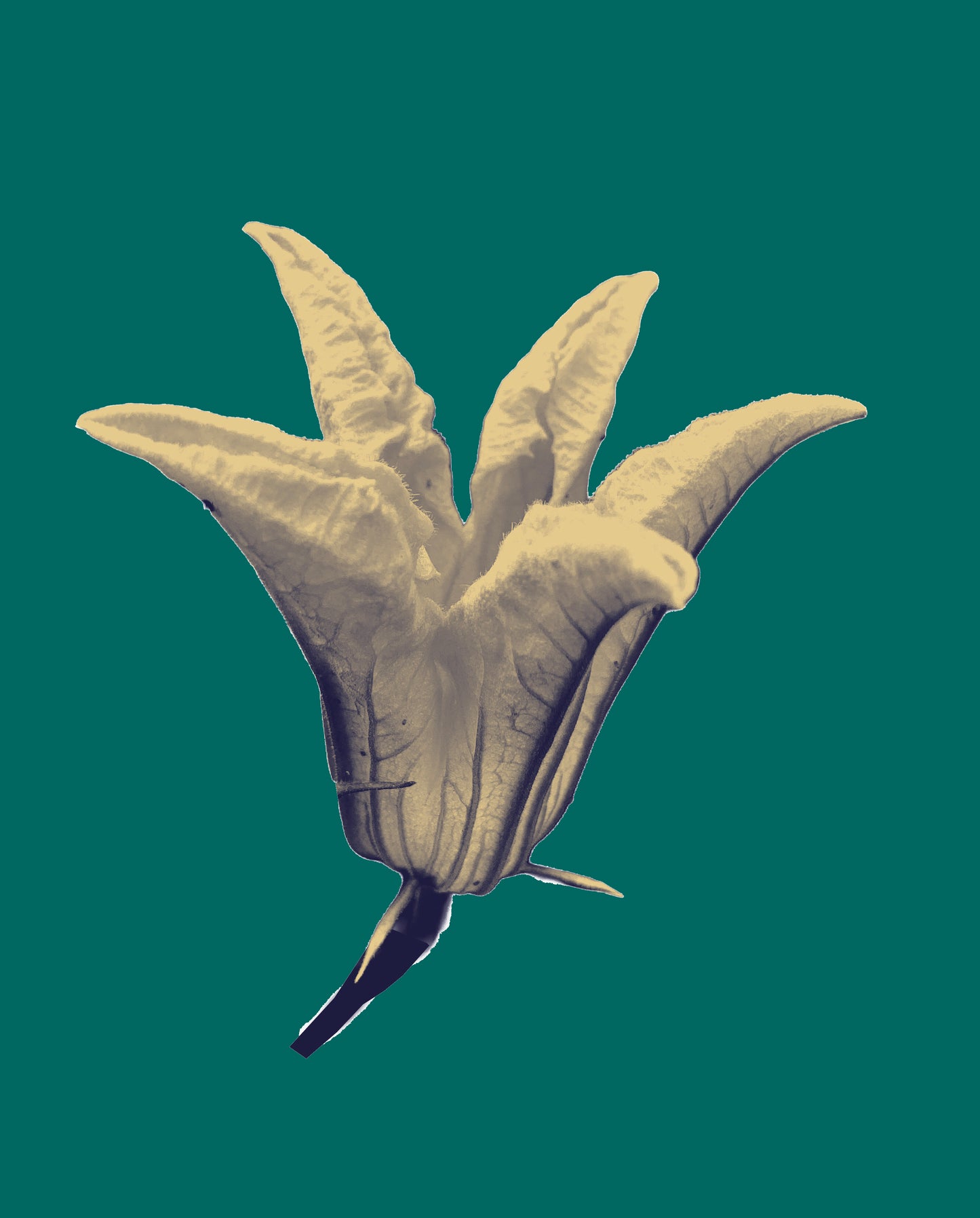 Zucchiniblüte
