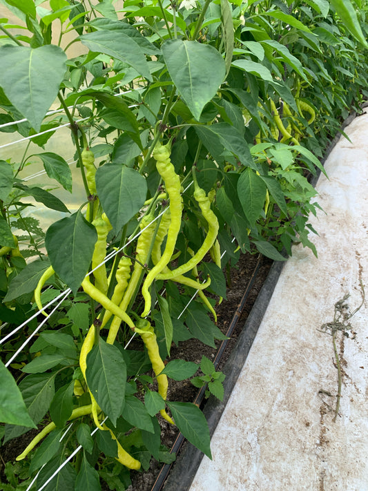 Spiral Chili hellgrün (Stk.)
