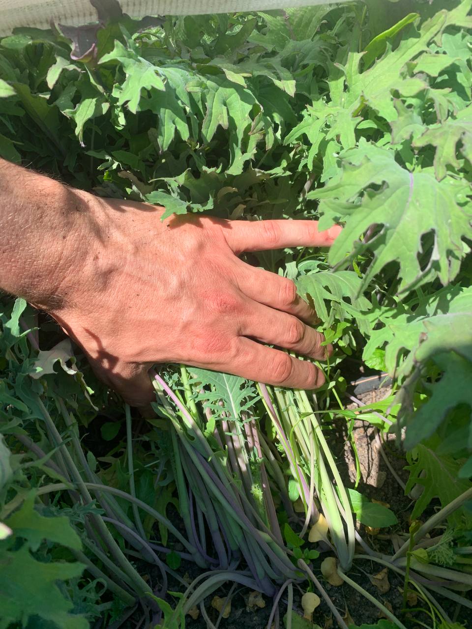 Red Russian Kale (500g)