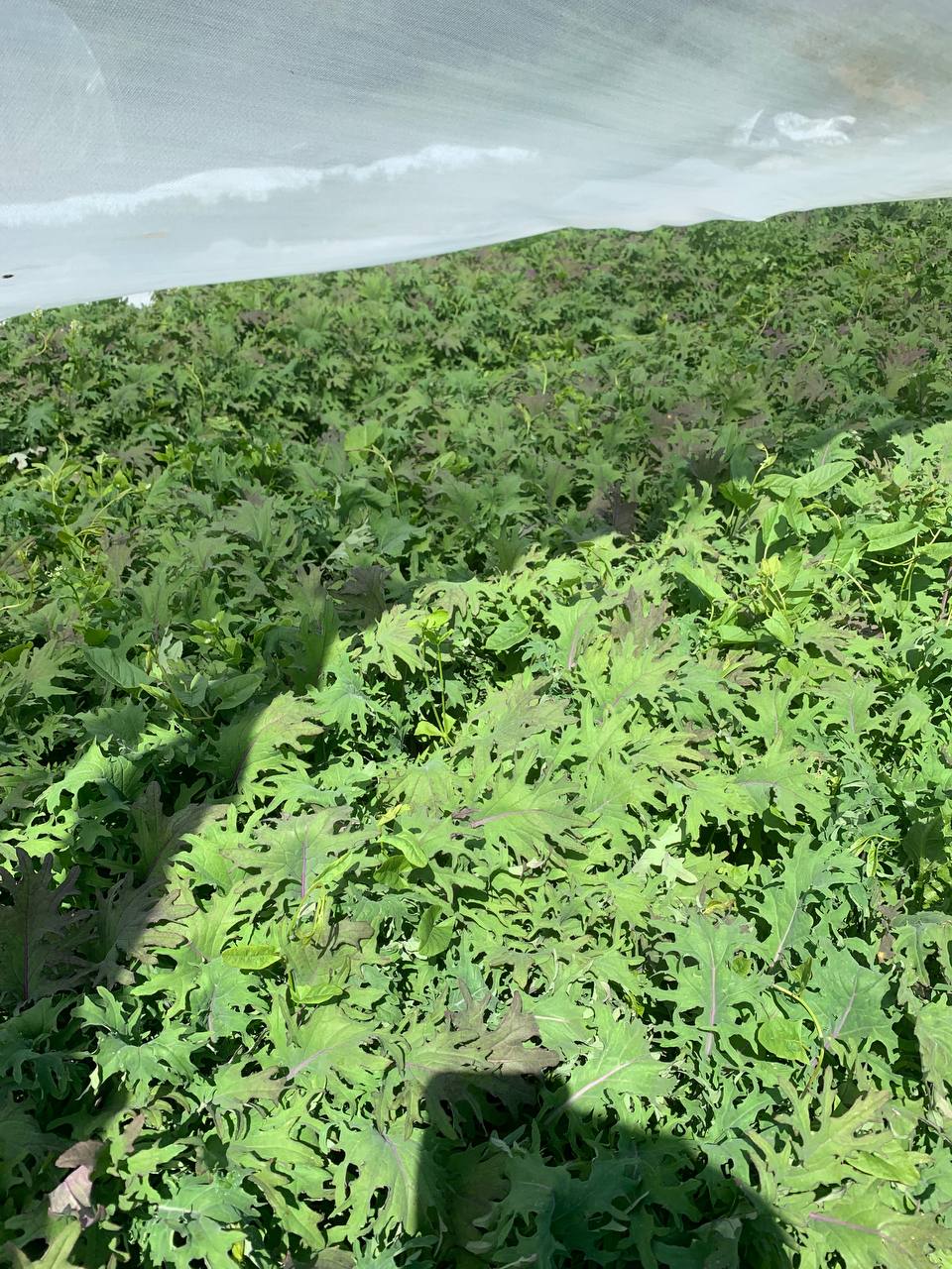 Red Russian Kale (500g)