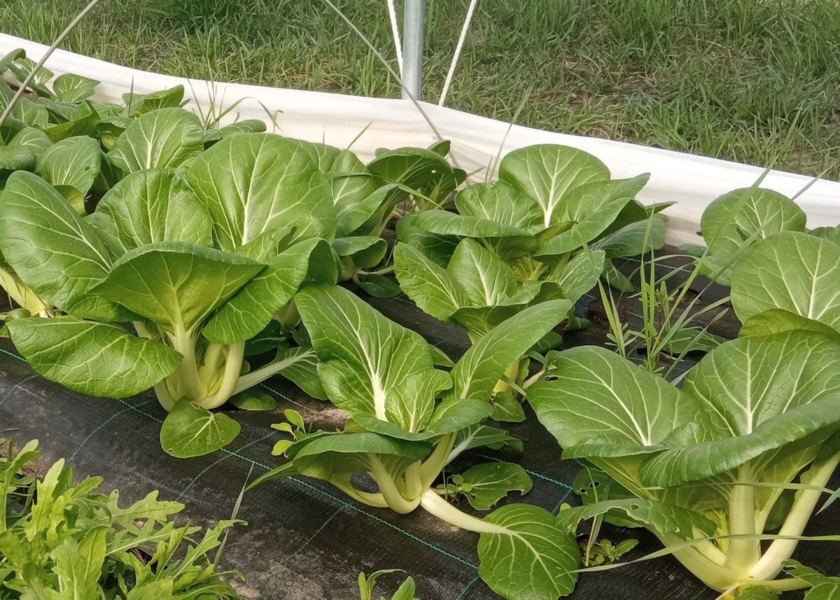 Pak Choi (Stk.)