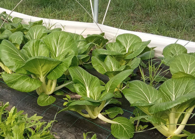Pak Choi (Stk.)