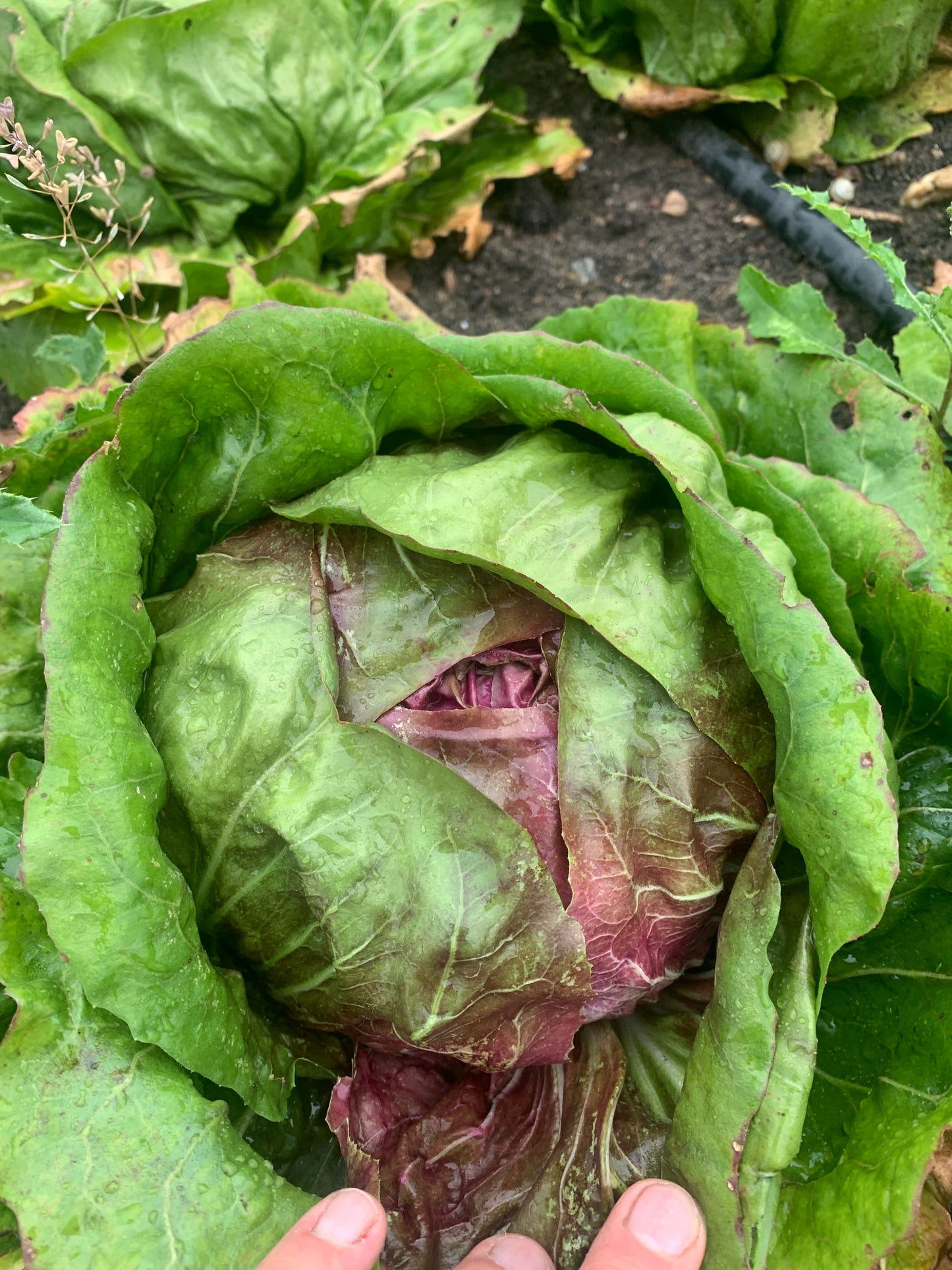 Radicchio (1 kg)