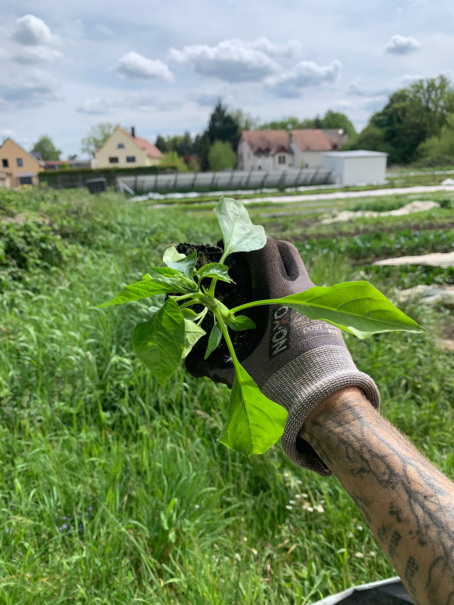 Cayenne Paprika