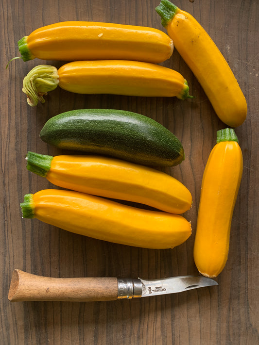 Zucchini (Bund)