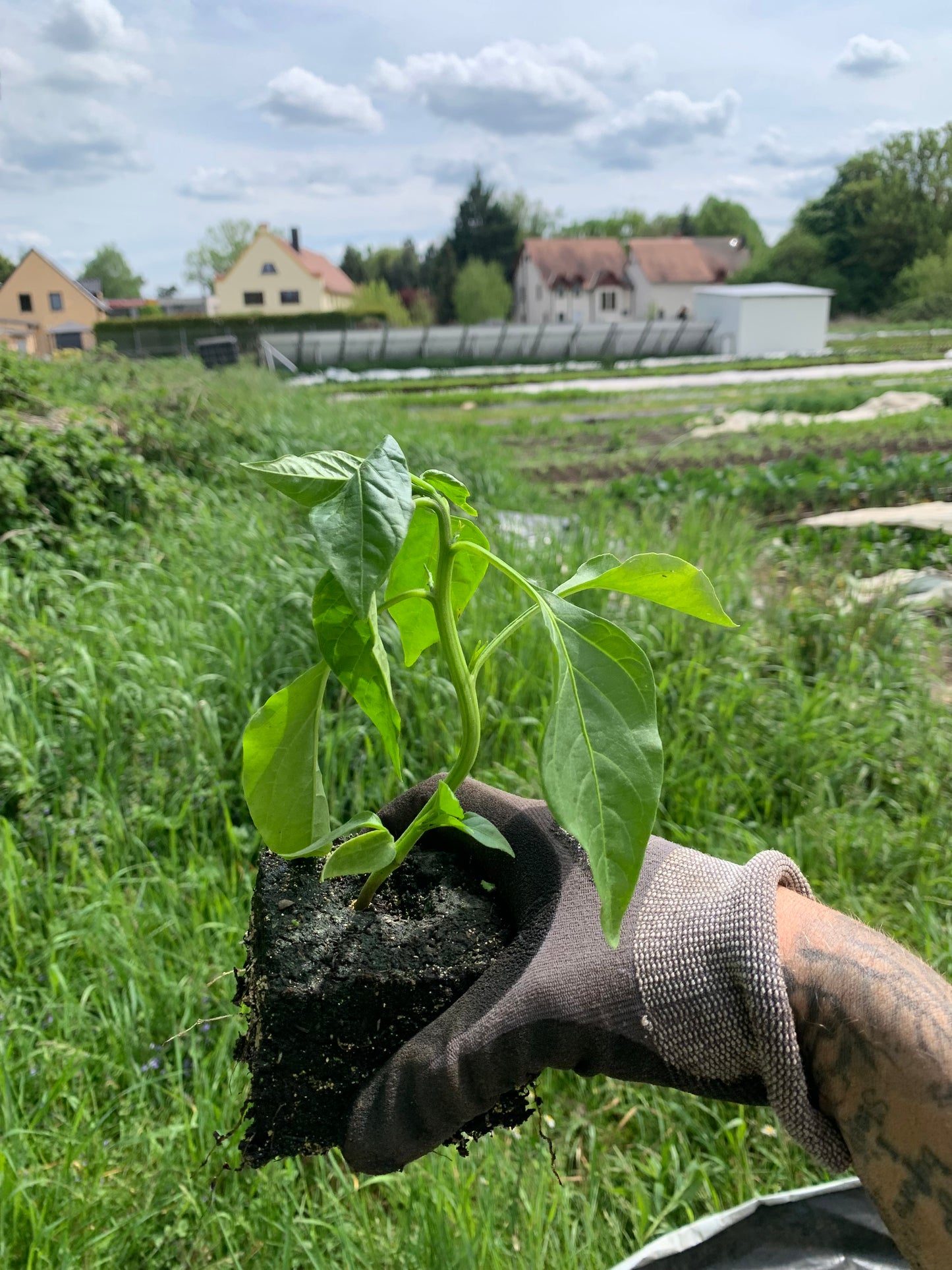 Cayenne Paprika