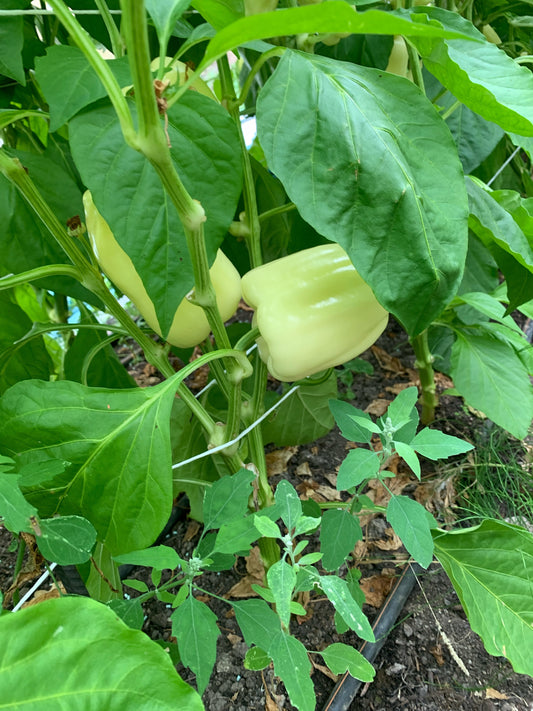 Puszta Paprika (Stk.)