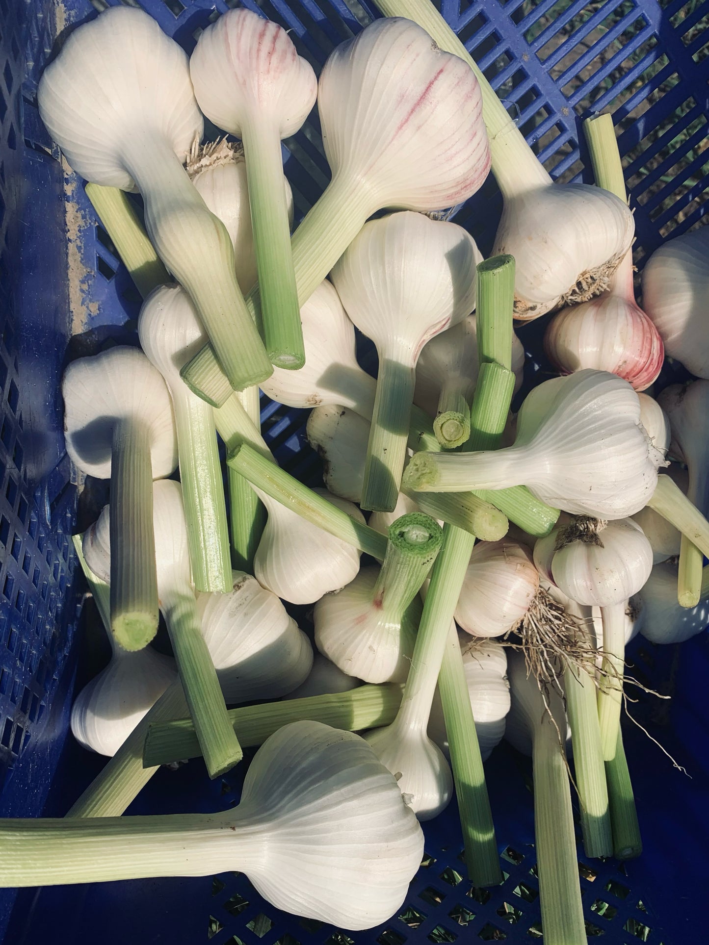 Knoblauch (1kg)