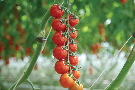 Cherrytomate Sakura F1 (Pflanze)