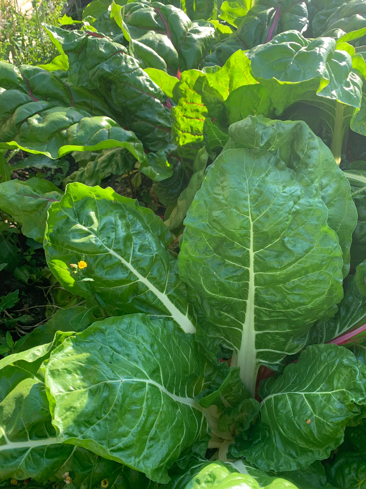 Mangold (1kg)