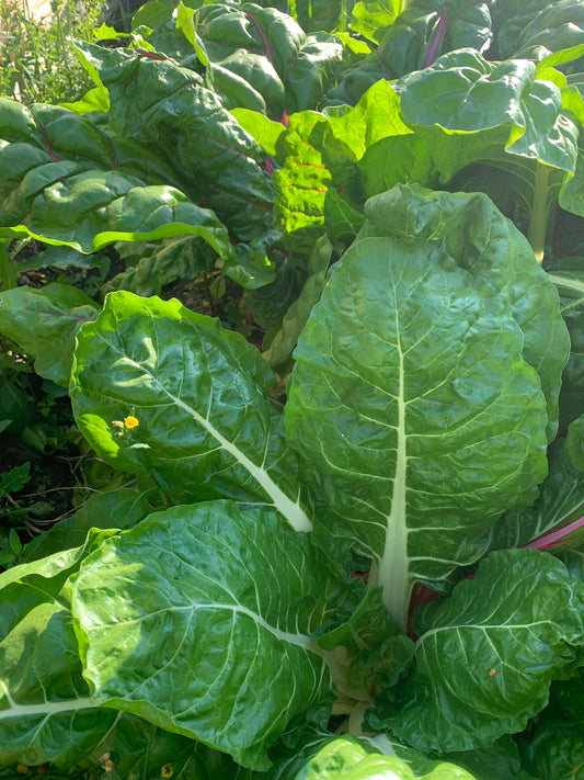 Mangold (1kg)