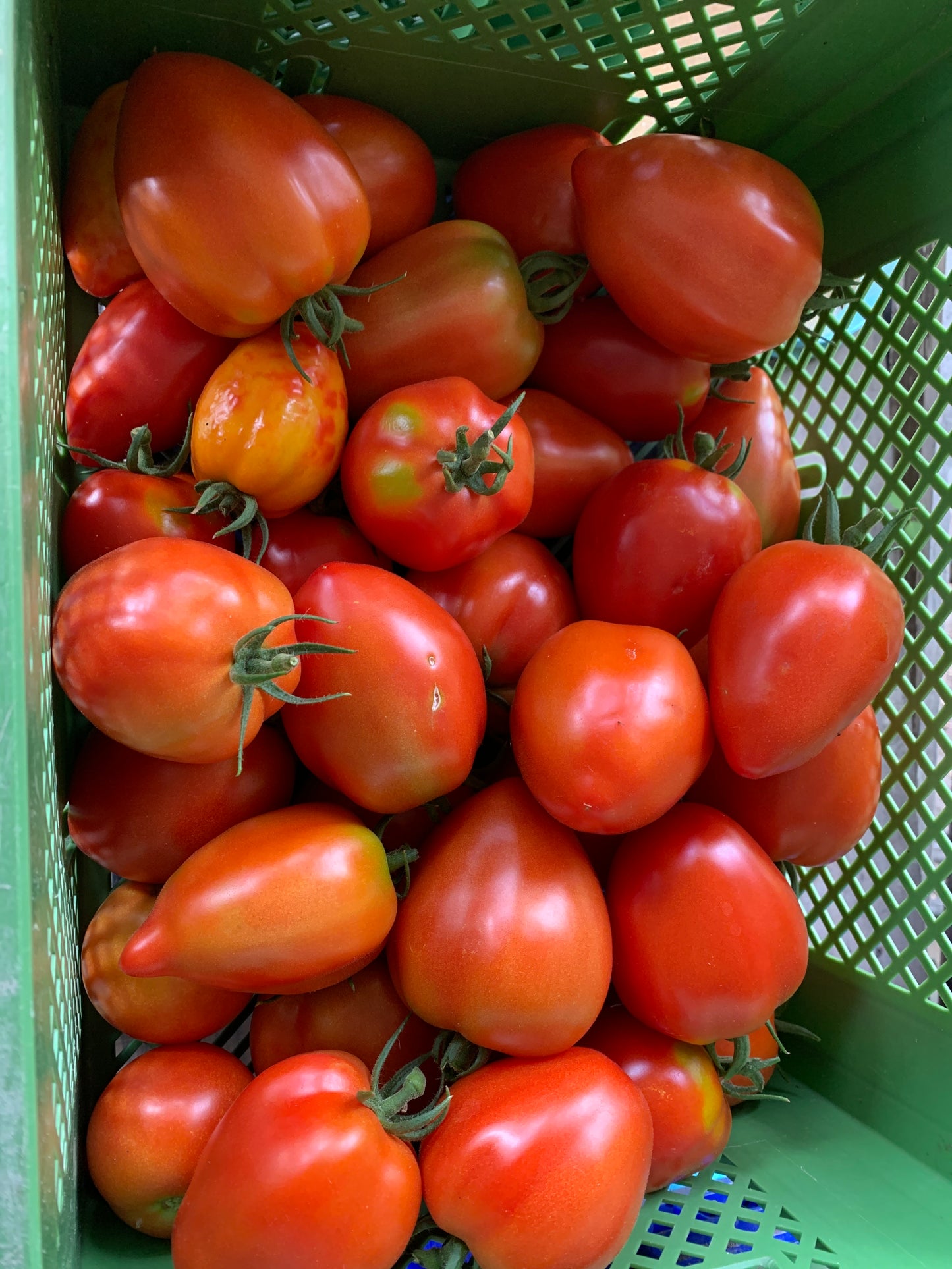 Ochsenherz Tomate (1kg)