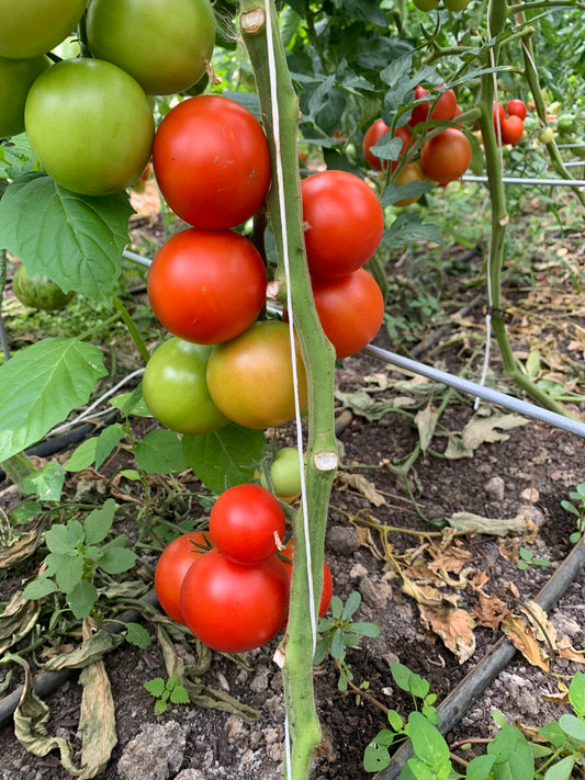 Salattomaten (1kg)