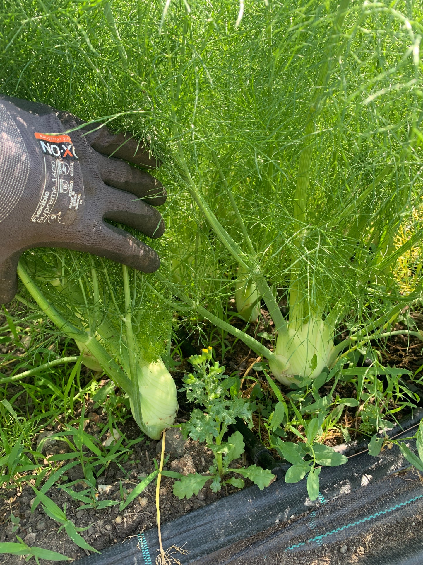 Fenchel (1 kg)