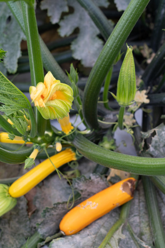 Zucchini (1 kg)