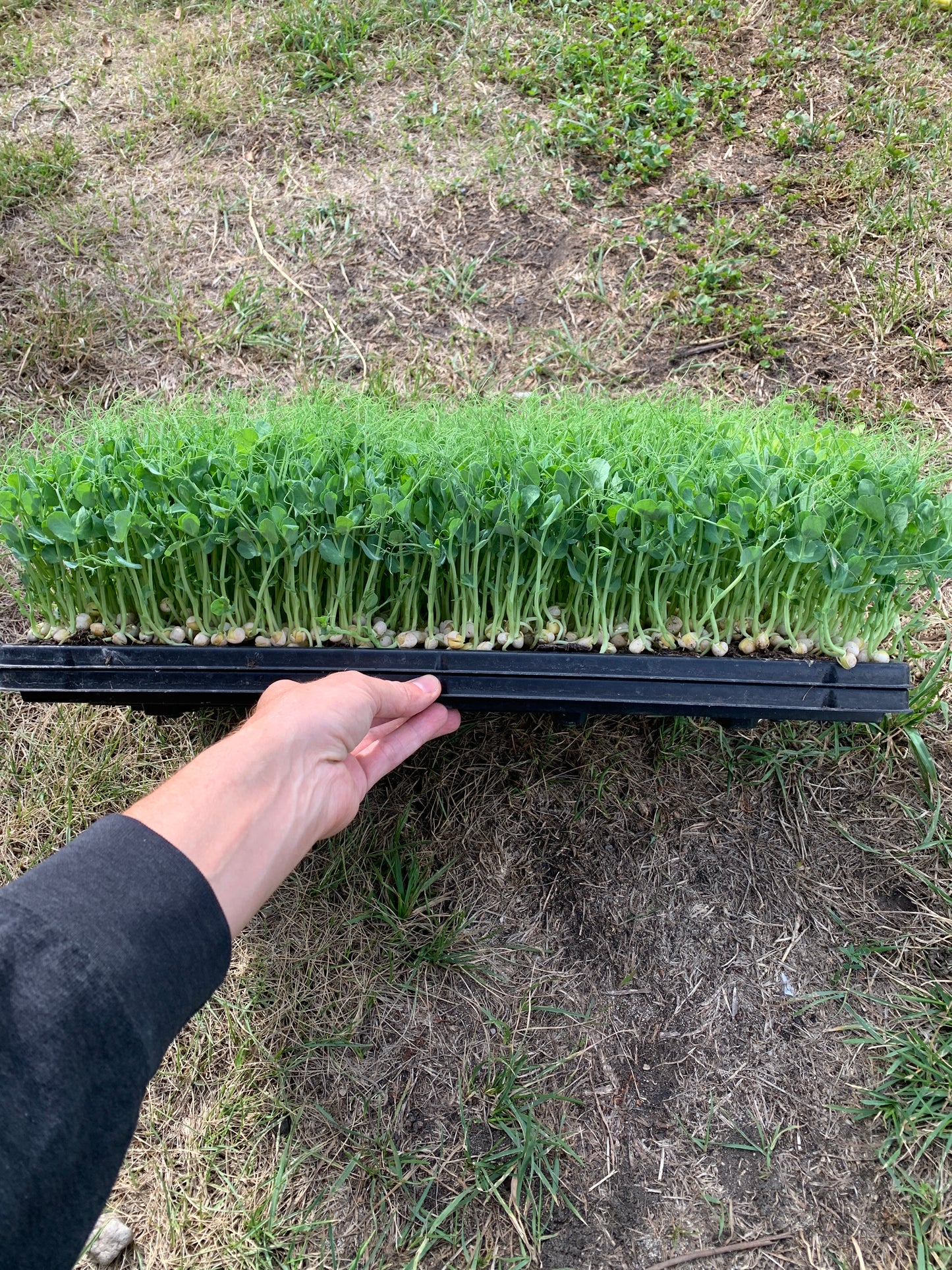 Micro Greens Erbse (Platte)