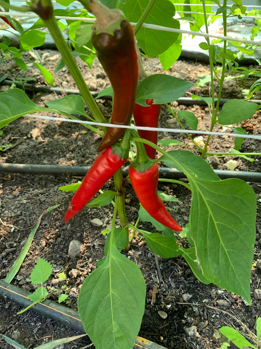 Bullhorn Chili (Stk.)