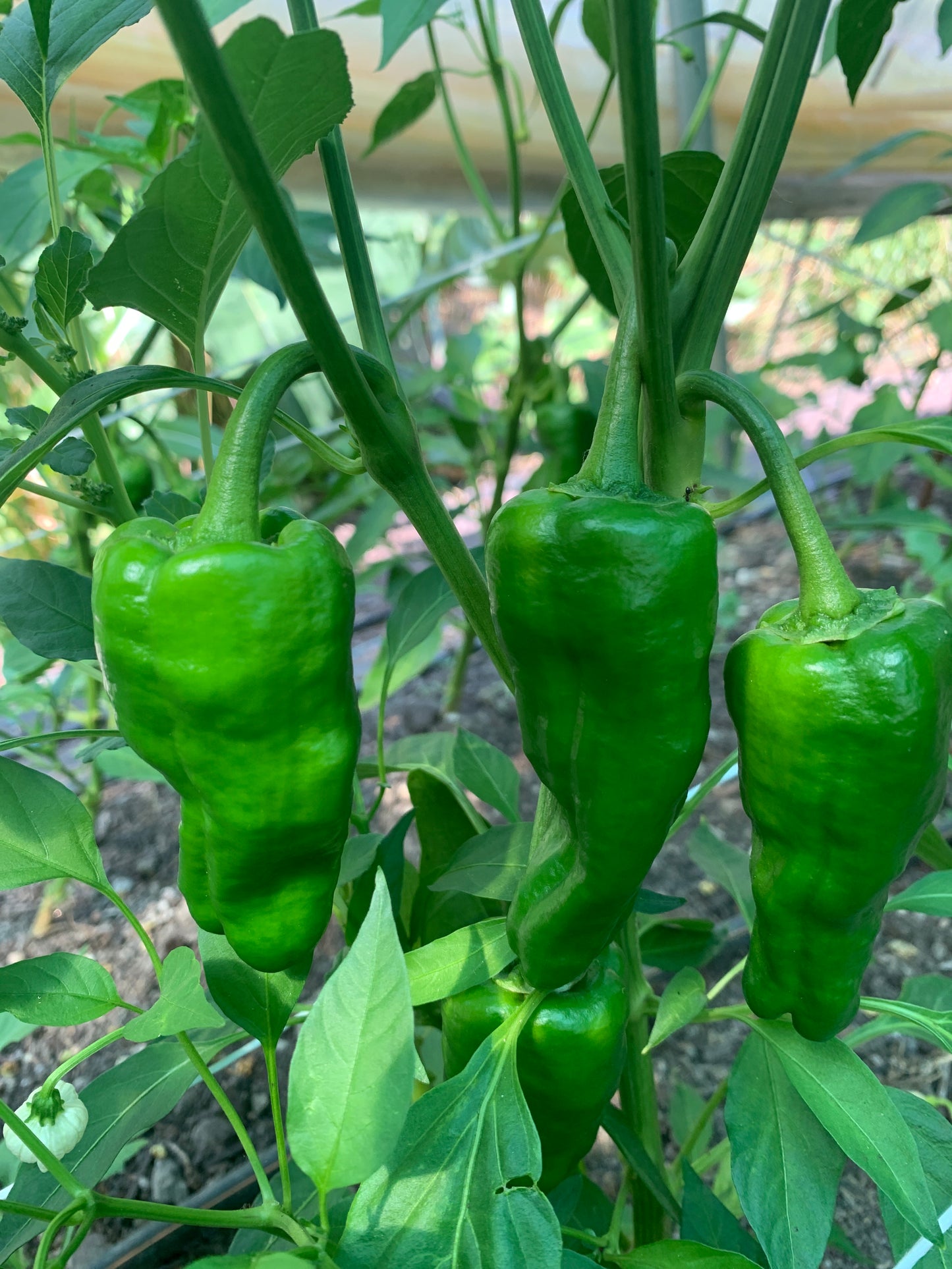 Pimientos de Padrón (500g)