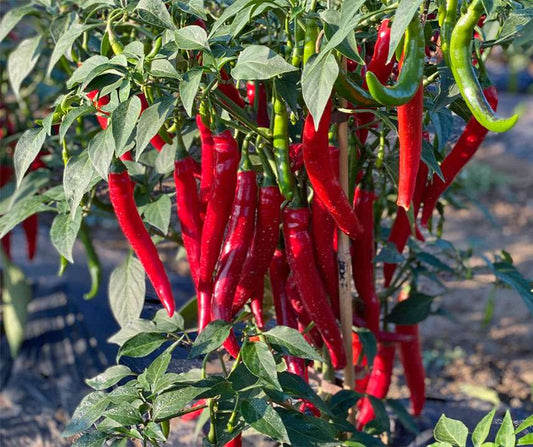Cayenne Paprika
