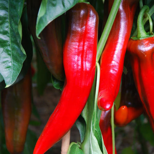 Corno di bue rosso - Bullhorn paprika (Pflanze)