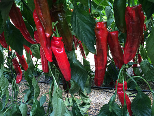 Palermo - Paprika Spitz (Pflanze)