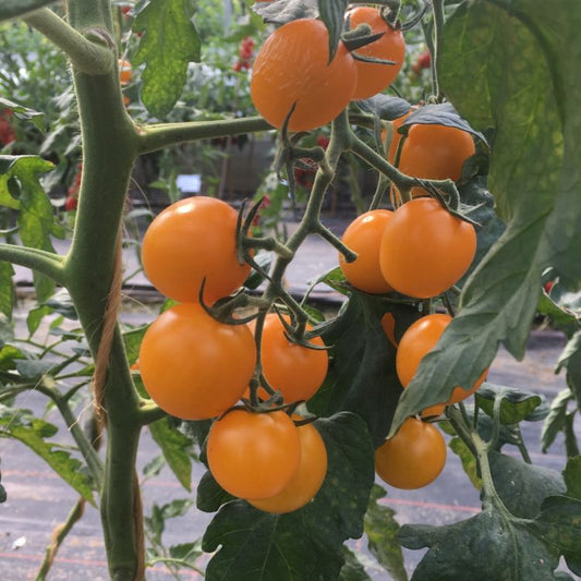 Golden Pearl - Tomate (Pflanze)